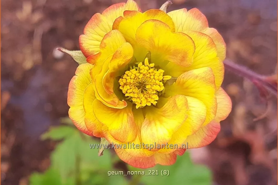 Geum coccineum 'Nonna'®