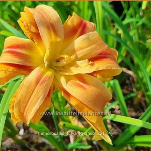 Hemerocallis fulva 'Kwanso'