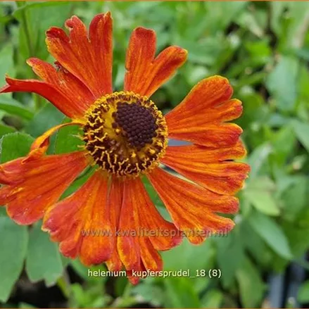 Helenium 'Kupfersprudel'