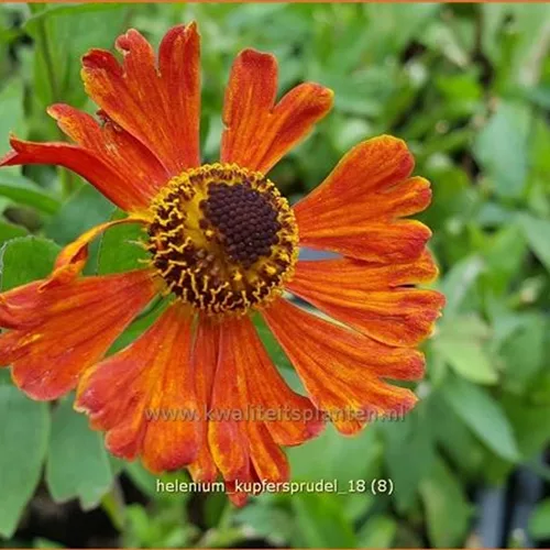 Helenium 'Kupfersprudel'