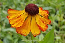 Helenium 'Kupfersprudel'