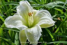 Hemerocallis 'Gentle Shepherd'