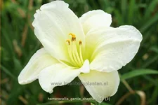 Hemerocallis 'Gentle Shepherd'
