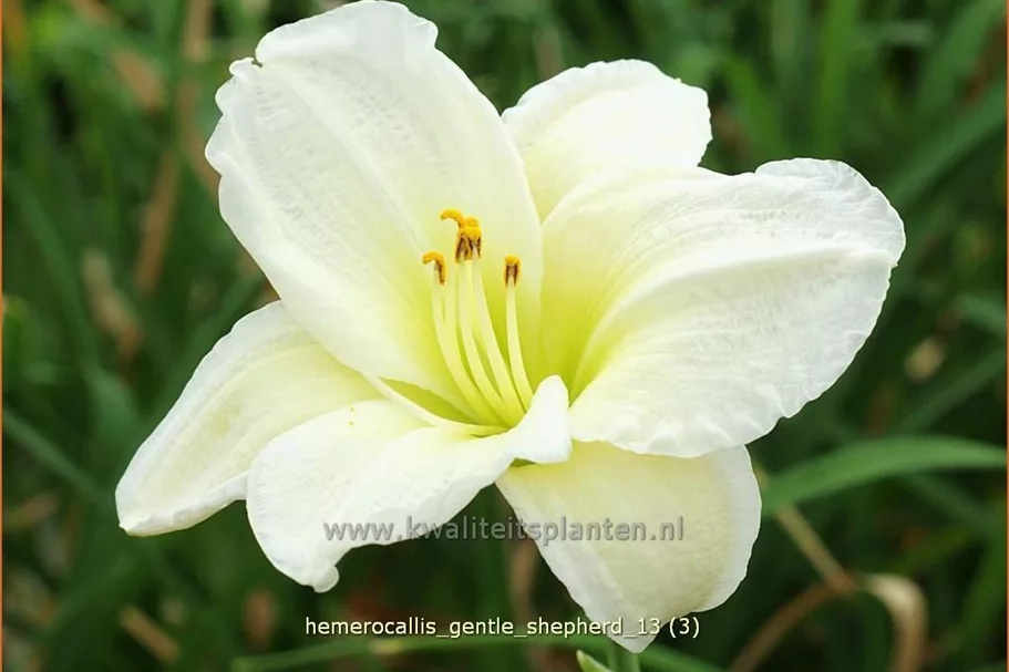 Hemerocallis 'Gentle Shepherd'