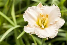 Hemerocallis 'Gentle Shepherd'