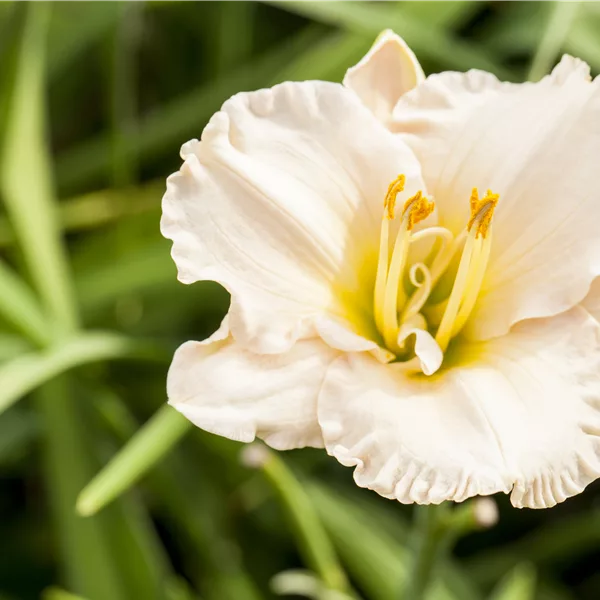 Hemerocallis 'Gentle Shepherd'
