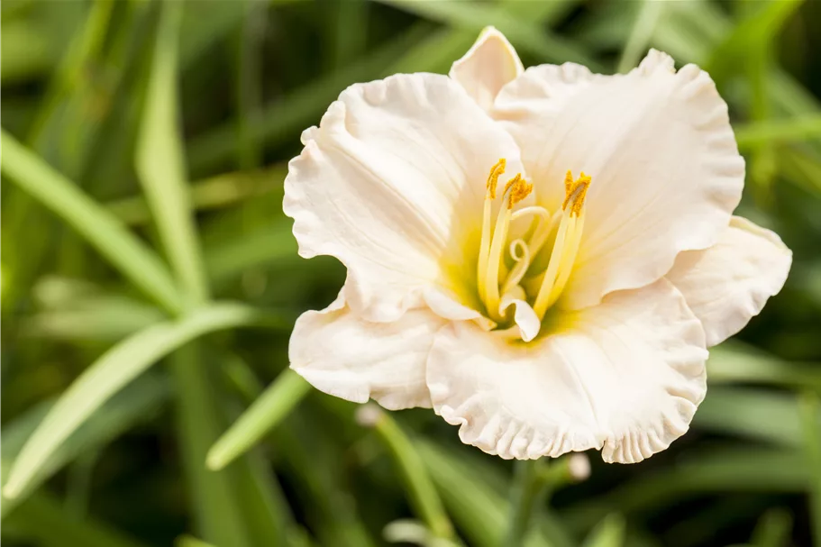 Hemerocallis 'Gentle Shepherd'