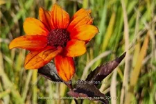 Heliopsis helianthoides 'Bleeding Hearts'