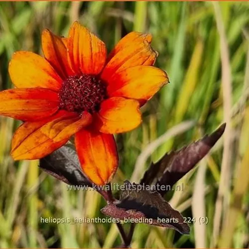 Heliopsis helianthoides 'Bleeding Hearts'