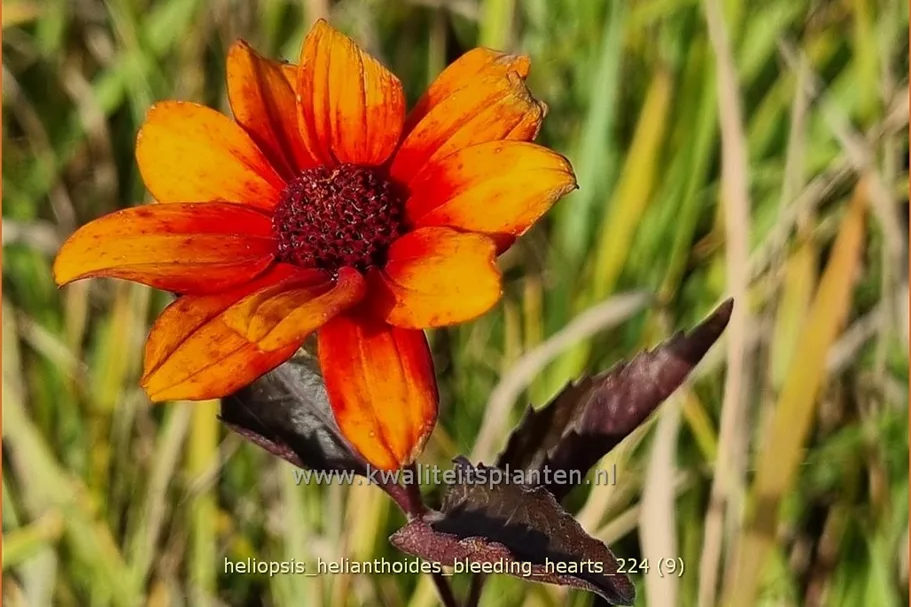 Heliopsis helianthoides 'Bleeding Hearts'