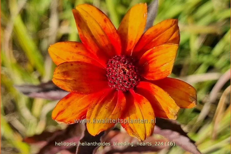 Heliopsis helianthoides 'Bleeding Hearts'