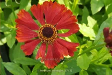 Helenium 'Mahagoni'