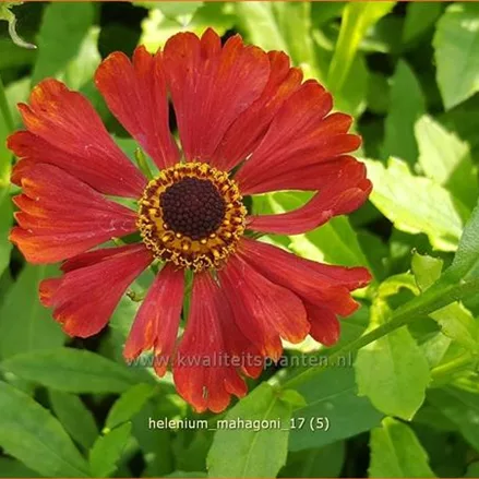 Helenium 'Mahagoni'