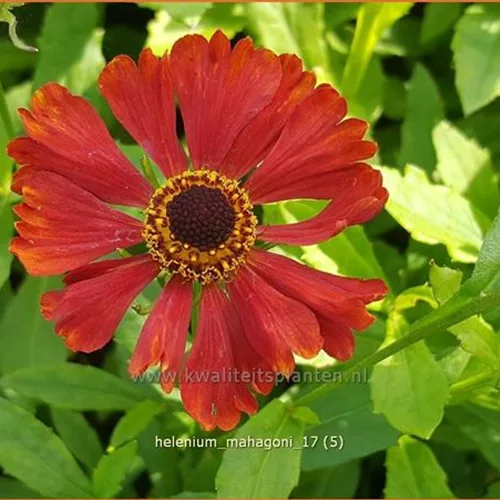 Helenium 'Mahagoni'