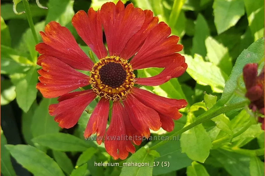 Helenium 'Mahagoni'