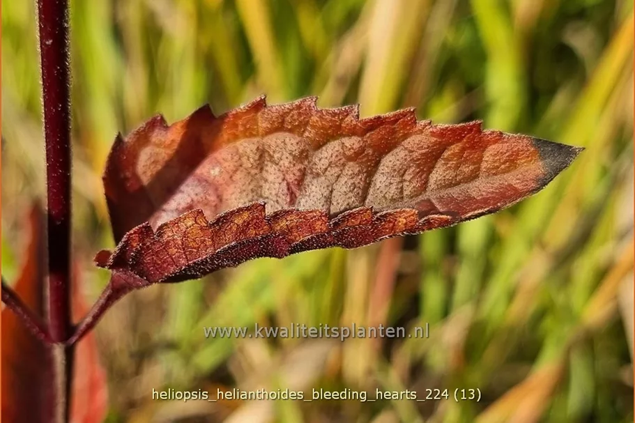 Heliopsis helianthoides 'Bleeding Hearts'