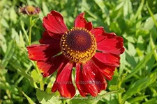 Helenium 'Mahagoni'