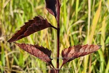 Heliopsis helianthoides 'Bleeding Hearts'