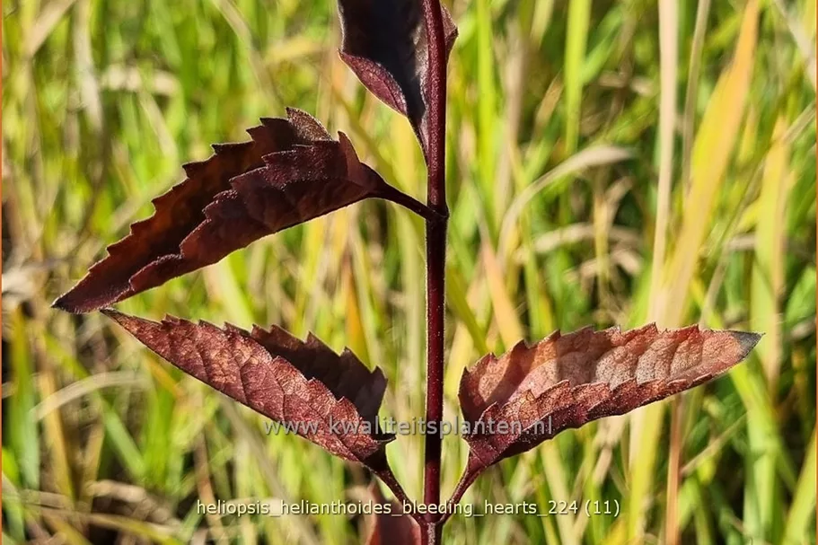 Heliopsis helianthoides 'Bleeding Hearts'