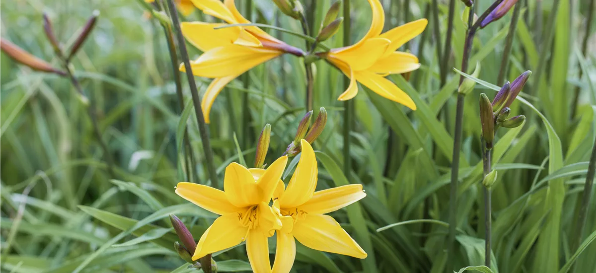 Hemerocallis 'Golden Chimes'
