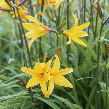 Hemerocallis 'Golden Chimes'