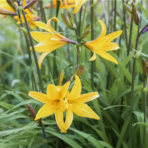 Hemerocallis 'Golden Chimes'