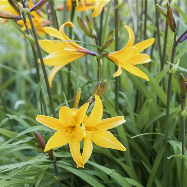 Hemerocallis 'Golden Chimes'