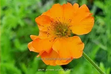 Geum 'Prinses Juliana'