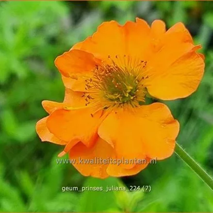 Geum 'Prinses Juliana'