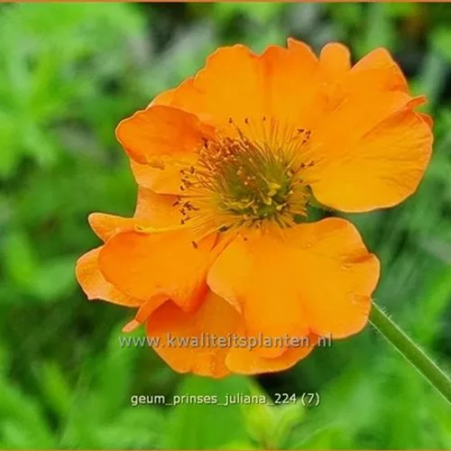 Geum 'Prinses Juliana'