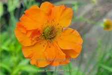 Geum 'Prinses Juliana'