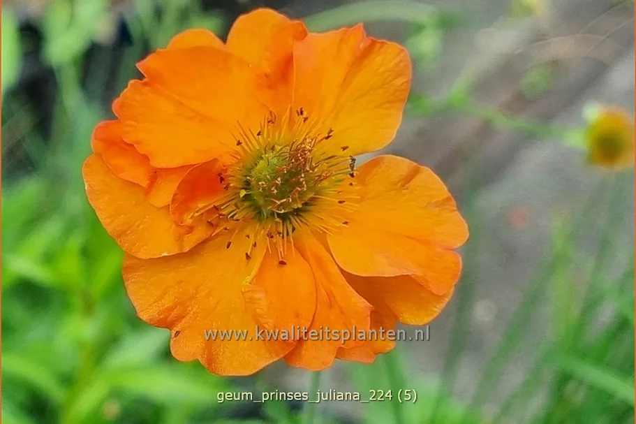Geum 'Prinses Juliana'