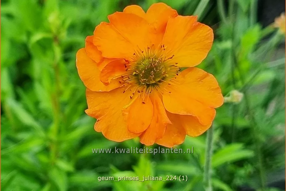 Geum 'Prinses Juliana'