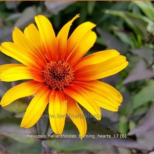 Heliopsis helianthoides 'Burning Hearts'