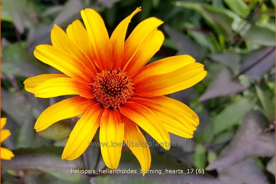 Heliopsis helianthoides 'Burning Hearts'