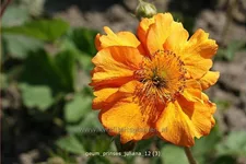 Geum 'Prinses Juliana'