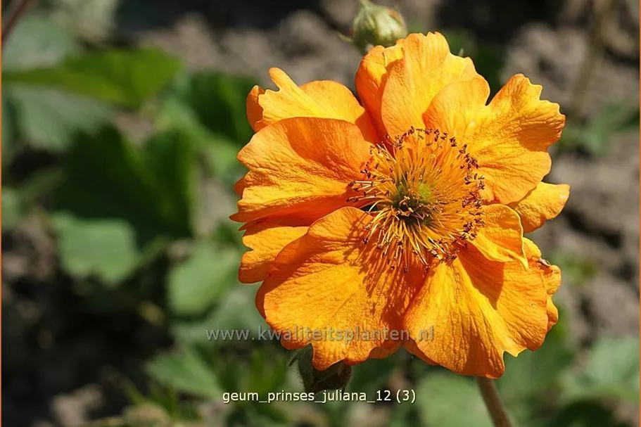 Geum 'Prinses Juliana'