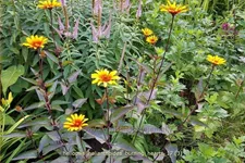 Heliopsis helianthoides 'Burning Hearts'