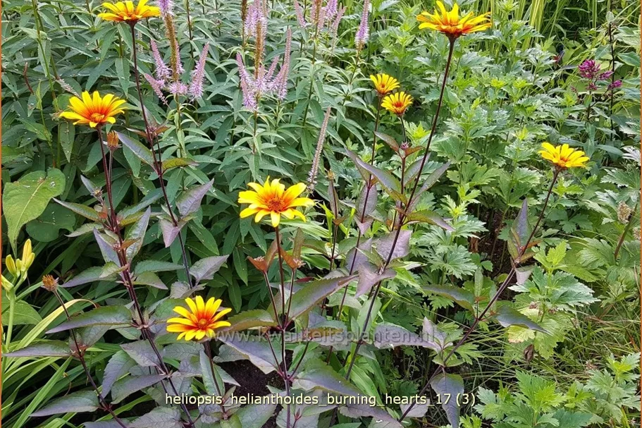 Heliopsis helianthoides 'Burning Hearts'