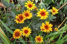 Heliopsis helianthoides 'Burning Hearts'