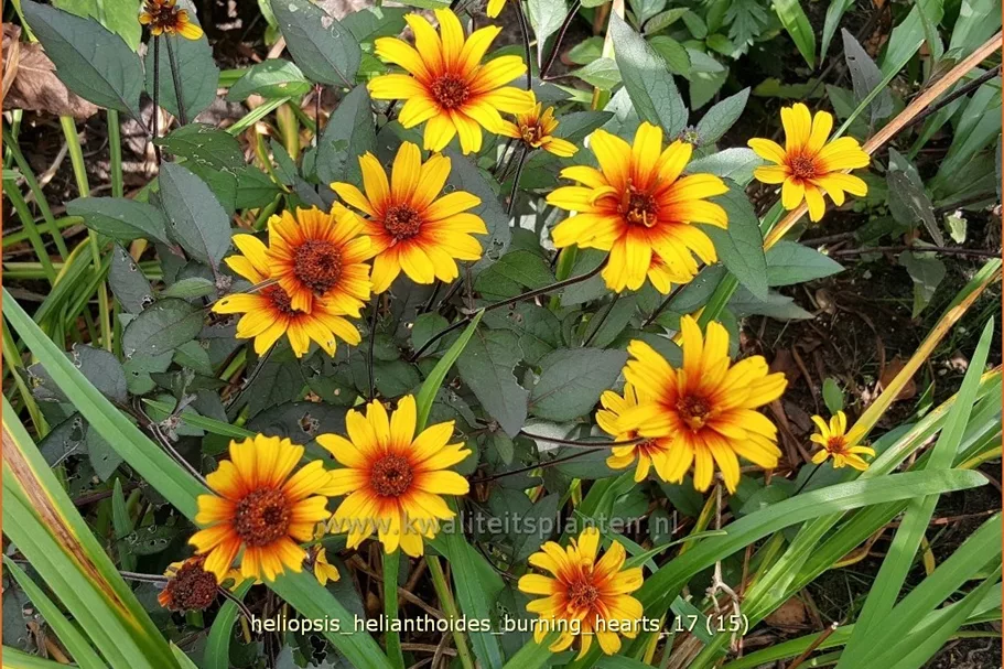 Heliopsis helianthoides 'Burning Hearts'