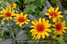 Heliopsis helianthoides 'Burning Hearts'