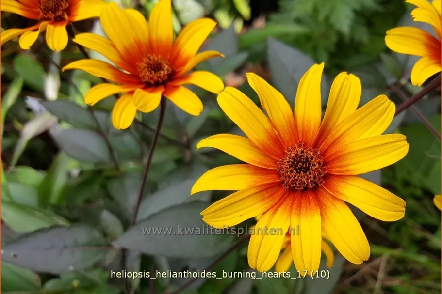 Heliopsis helianthoides 'Burning Hearts'
