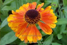 Helenium 'Mardi Gras'