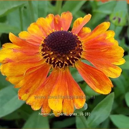 Helenium 'Mardi Gras'