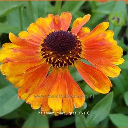 Helenium 'Mardi Gras'