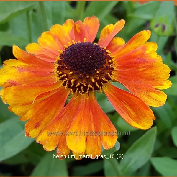Helenium 'Mardi Gras'