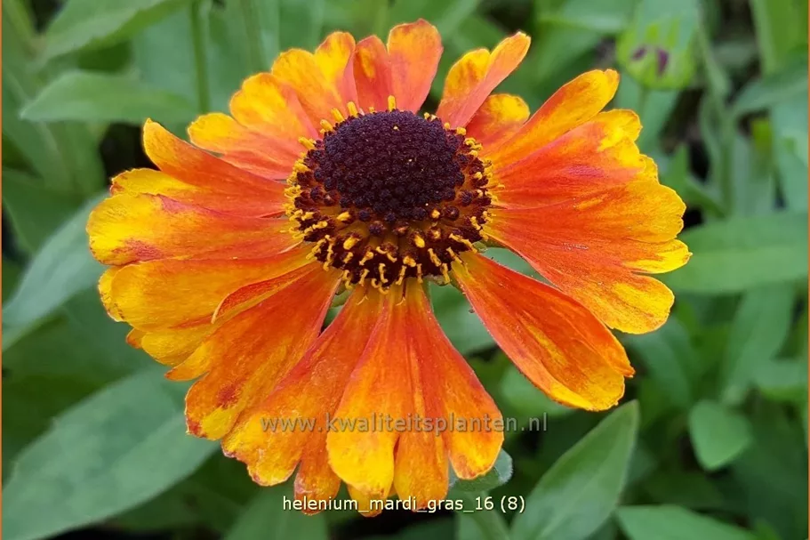 Helenium 'Mardi Gras'