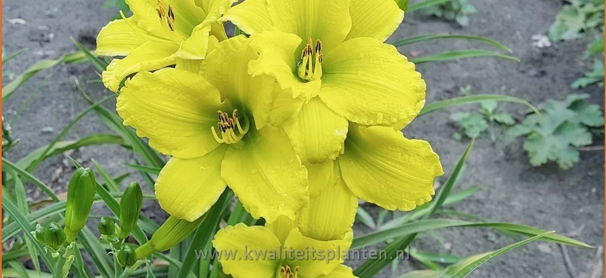 Hemerocallis 'Green Flutter'