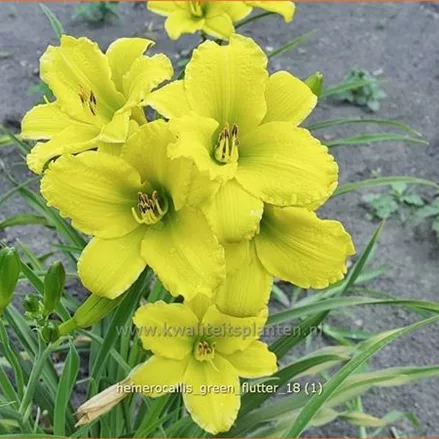 Hemerocallis 'Green Flutter'
